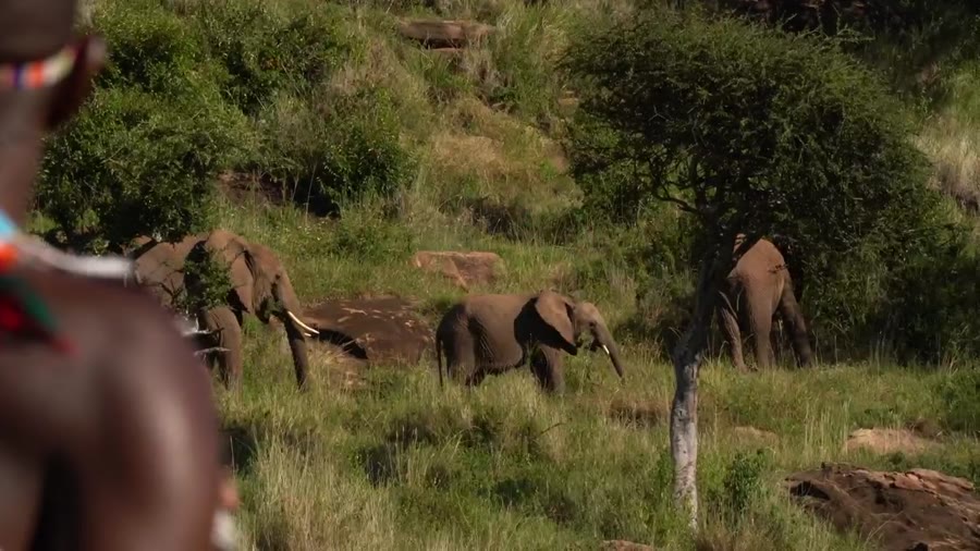 Elephants beneath a tree in the northern Kenya bush