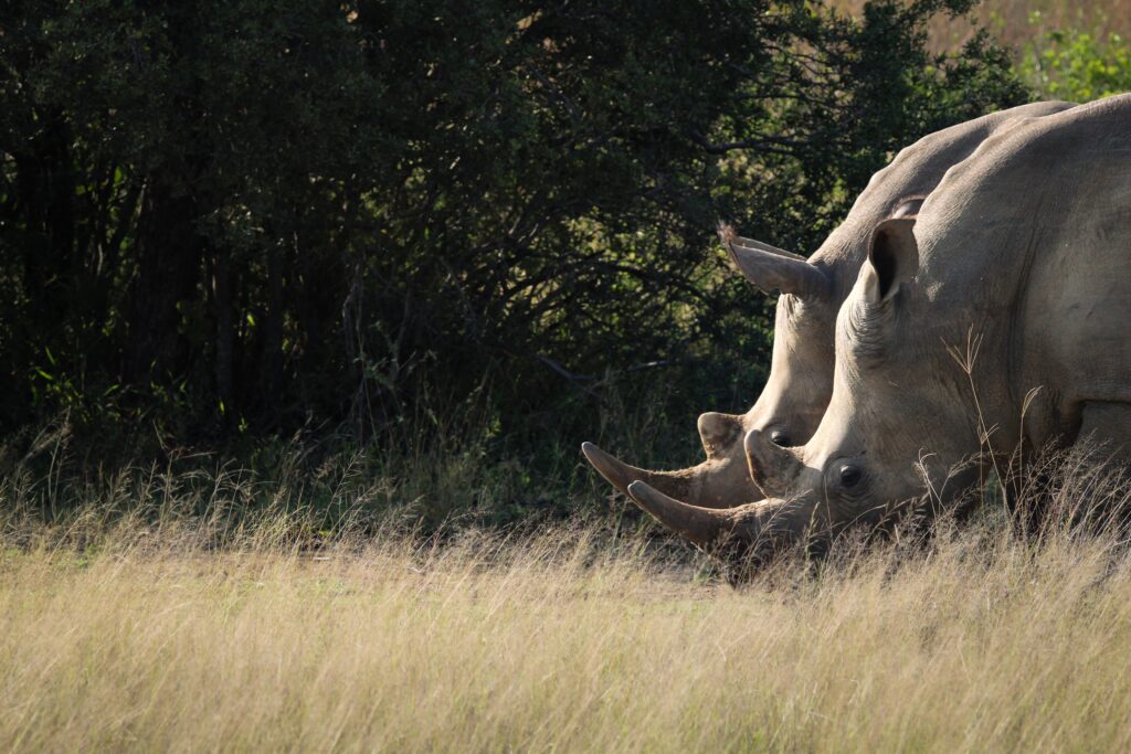 A rhinoceros in the Laikipia grassland