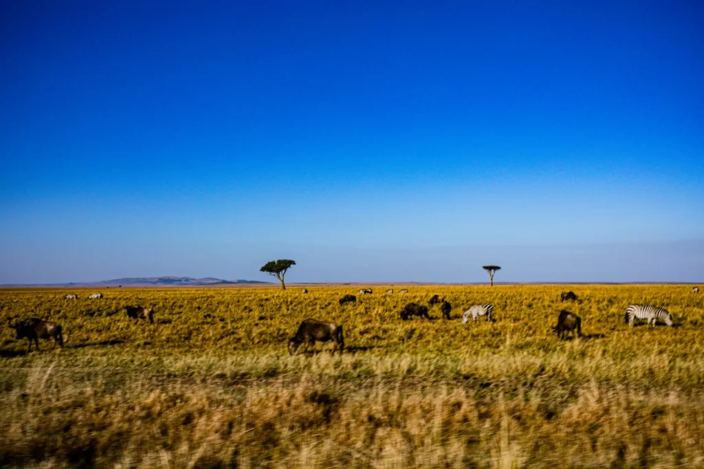 Wildlife moving across the Serengeti horizon