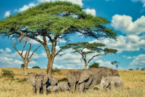 group-elephants-walking-dry-grass-wilderness-Big cats and elephant safari