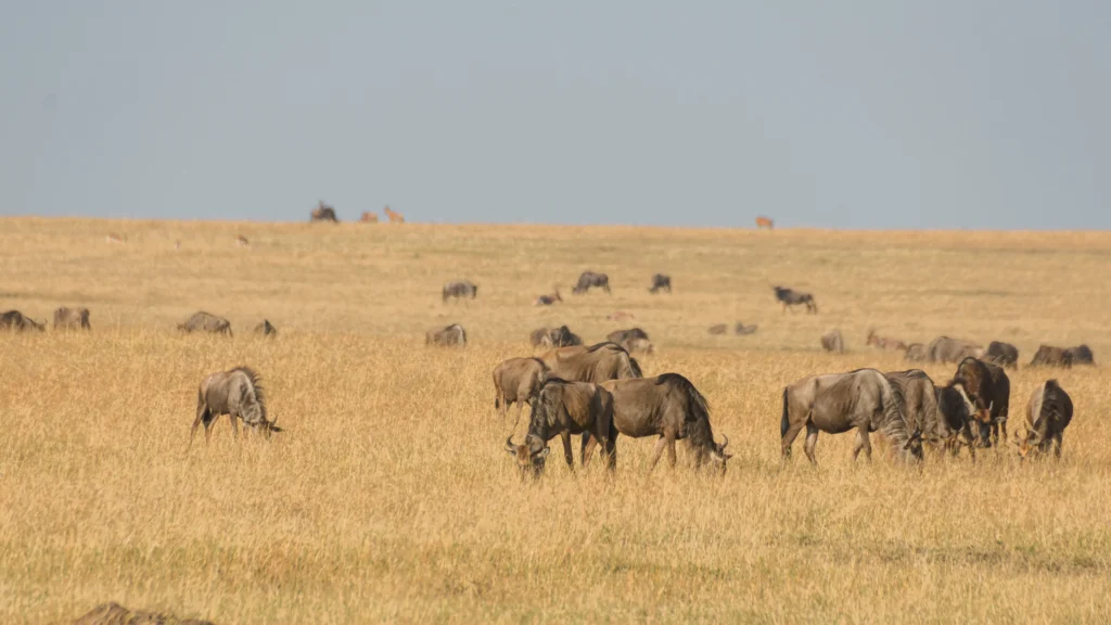 Wildebeest Migration- eighth wonder of the