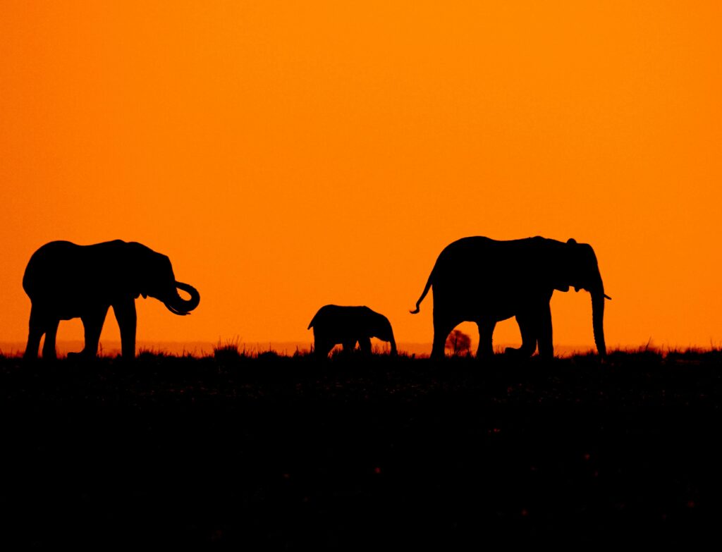 June Safari in East Africa