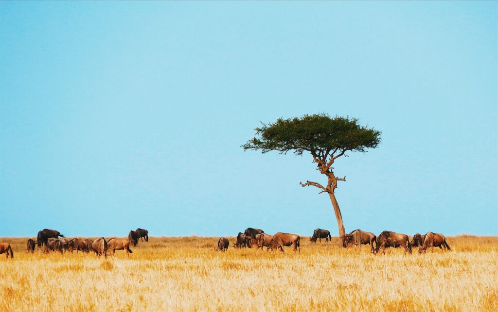 Maasai Mara Reserve or Private Conservancy? 7 Decisions for a Private Migration Safari